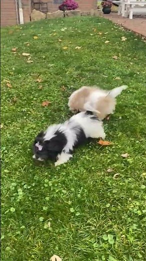 Adorable Shih Tzu Puppies For Sale In Ohio