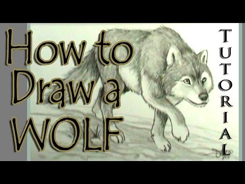 How to draw a wolf