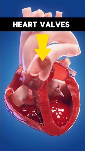 How Heart Valves Actually Work | Tricuspid Valve and Mitral Valve