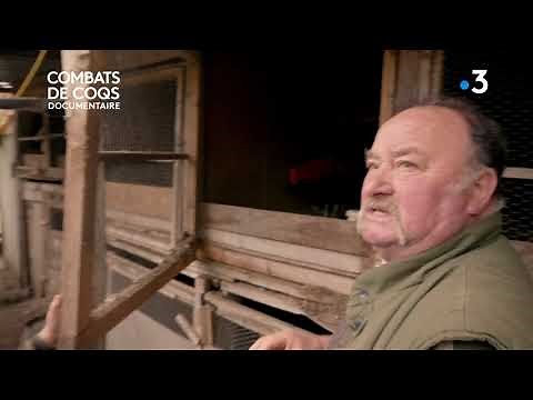 COMBATS DE COQS.