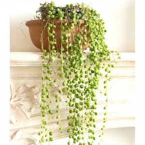 String of Pearls Care and Propagation | Sprouts and Stems