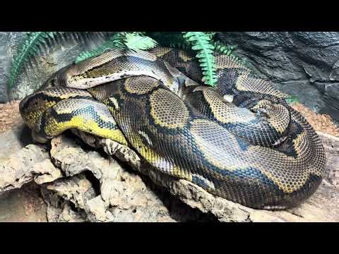 Trying to explain about reading snake body language (Reticulated pythons)
