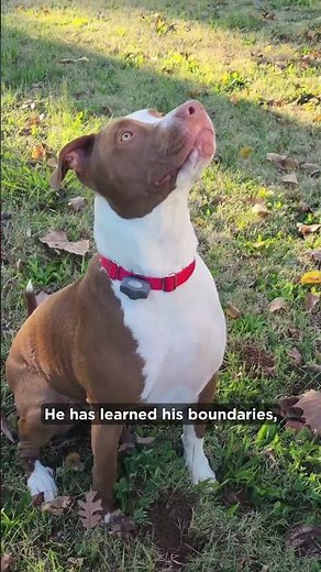 Why the Invisible Fence® Brand System is the Best Dog Fence on the Market