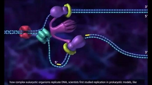 DNA Replication Process 3D Animation. | Microbe Notes