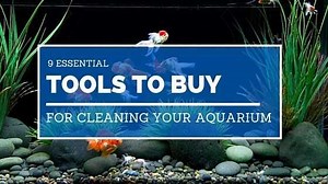 How To Clean A Fish Tank [ Tools Guide, Videos & Tips ]