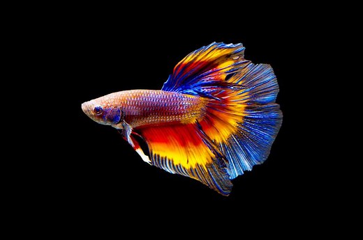 The Rarest Betta Fish: A Colorful & Comprehensive Guide | LoveToKnow Pets