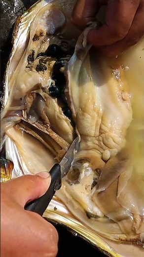 The treasure in clams, every one is a masterpiece