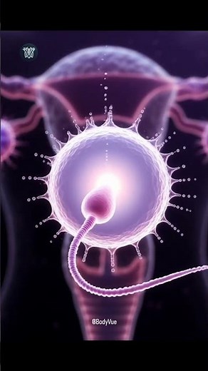 3D Human Fertilization: Watch Sperm Meet Egg (Anatomy Explained)