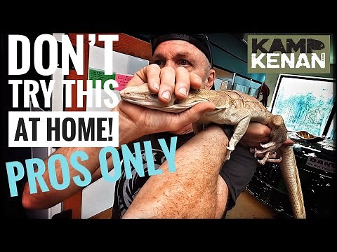 Monitor Lizards show their Intelligence (The Final Lesson)!