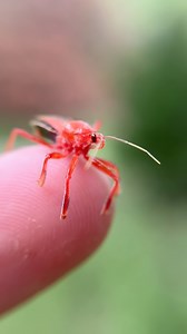 18K views · 212 reactions | Springtime ASSASSIN! This bee assassin...