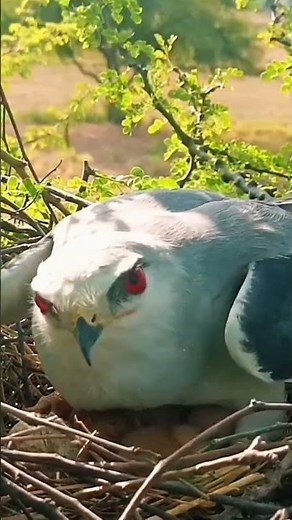 Black winged predator sky patrol (part 5) #shorts #shortsvideo #shortsfeed #ytshorts #short