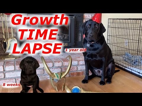 Our Puppy Growing Up | English Labrador Puppy 8 weeks to a Year | Time Lapse Puppy Growing