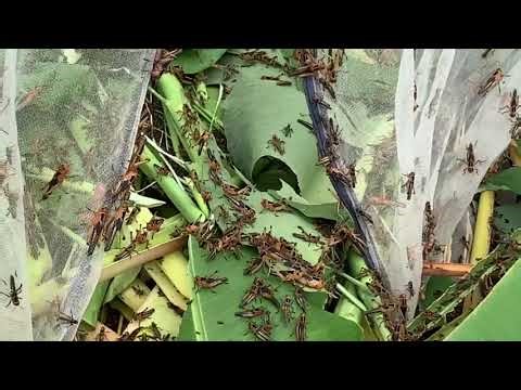 Feeding locusts and showing their natural eating behavior.