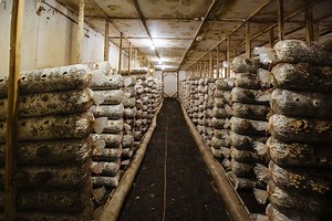 Mushroom Substrates 101: In-Depth Guide to Mushroom Substrates