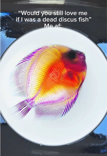 Diaphonization: Exploring Oddities in Discus and Angel Fish
