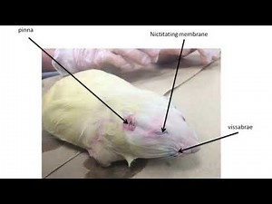 Rat Dissection External Anatomy