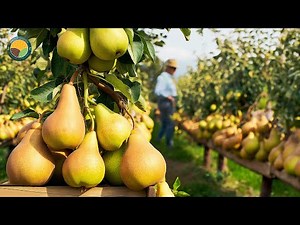 How Farmers Harvest of Pears - Amazing Pears Farming and Harvesting Process | Farming Documentary