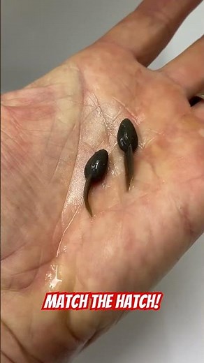 Match the hatch! Doesn’t get more lifelike than the Berkley Gulp Alive Tadpole!