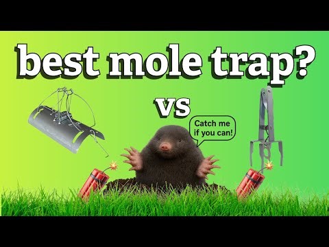 what is the best mole trap