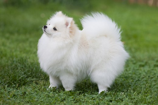 Learn All About the Tiny and Feisty Pomeranian
