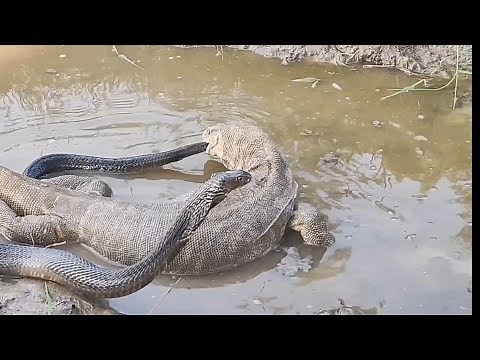 A Lethal fight King Cobra Snake Vs. Monitor lizard | Lizard bites the tail of Cobra || Wild Jogi Tv