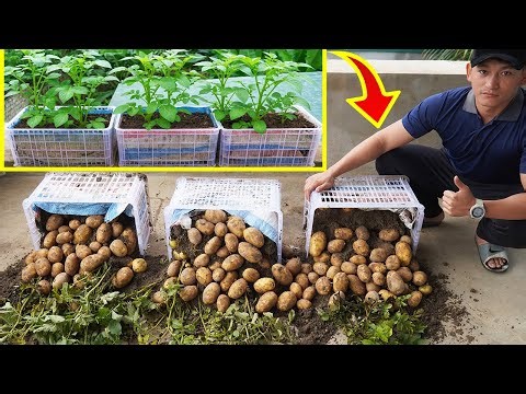 How to Grow Potatoes in Plastic Containers | US & Europe