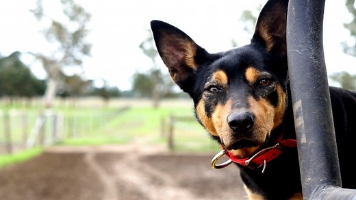 Kelpie DNA study unravels mysterious origins of Australian working dog, but finds no dingo