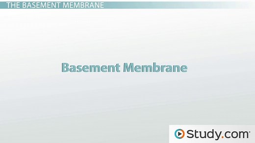 Loose Connective Tissue | Types, Functions & Examples