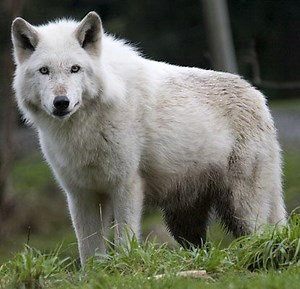 Wolf Facts For Kids | Wolf Habitat & Diet