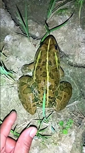 The Funniest Natural Frog & Toads Fun Video