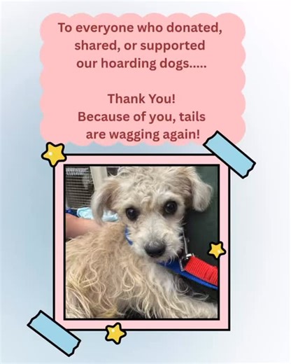 🐾 31 dogs found hope because of you! 🐾 But so many more are still waiting. These hoarding survivors need medical care, love, and safe homes and we can’t do it without you. ✨ Every donation gives a dog a second chance at life. ❤️ Will you help us keep tails wagging? 👉 Donate today through the link in our bio. #DogRescue #AdoptDontShop #RescueDogsOfInstagram #SaveTheDogs #AnimalRescue #FromHoardingToHope #RescueLove #SecondChances #HopeForDogs #DonateToSaveLives #RescueStory #FosterDogs #Nonpro