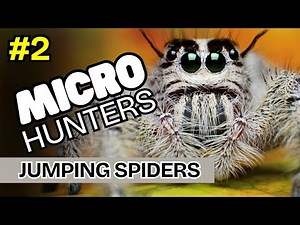12 Fascinating Types of Jumping Spiders (Video 2 of 2)