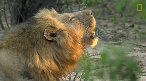 248K views · 4.2K reactions | When it comes to mates, taste, and space, big cats are all fight. | National Geographic Animals | Facebook