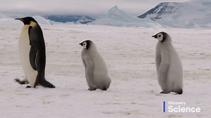 1M views · 4.6K shares | A penguin’s waddle may seem silly, but it’s actually more efficient than the way humans walk. Who’s laughing now? Read more here --> discovery.com/penguins | Discovery | Facebook