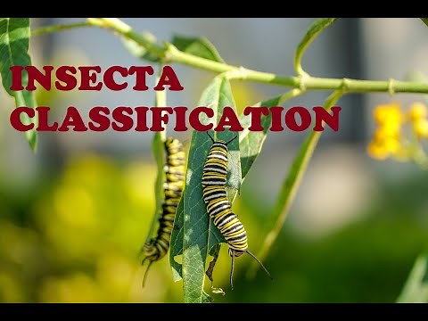 INSECTA CLASSIFICATION