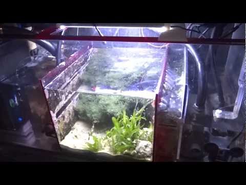 How To Setup A Sump Refugium