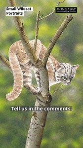 1.5K reactions · 24 shares | Meet the world's smallest wildcat — the...