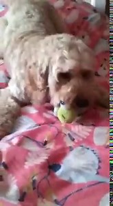 Why Is My Cockapoo Growling? (Reasons Why) | Cockapoo HQ