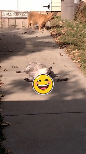 LMAO at Peaches #cat #short