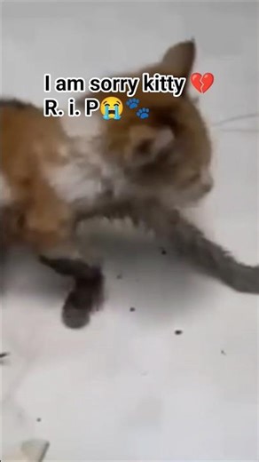 Sorry, Kitty: A Heartfelt Story of Loss and Regret. #HeartfeltStory #CopingWithGrief #PetMemories