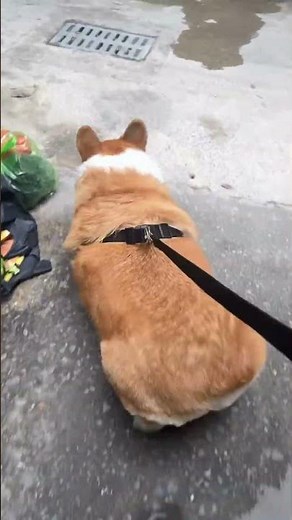 Top Corgi dancing in the world 🐕 #corgi #dogs #cutepets #funny #wholesome