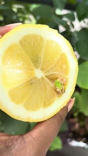 Germination de la graine dans le citron