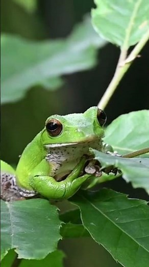 ASMR Sounds of Green Tree Frog Calling