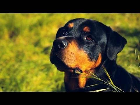 Black Beauty Breed Official Trailer-- A Rottweiler Documentary
