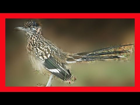 Greater Roadrunner Song! Greater Roadrunner Call! -Correcaminos Grande Canto-Geococcyx Californianus