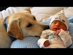 Labrador Retriever Dog and Baby Compilation