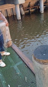 1K views · 217 reactions | That is some nice shrimp with the cast net. #baitshrimp #shrimps #shrimp #CastNetFishing #castnet | Lance Billiot | Facebook