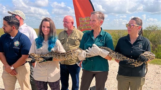 5 things to know about the Florida Python Challenge: Map for hunt, bounty, how to kill