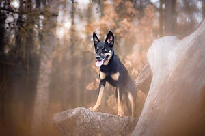The Australian Kelpie Breed: Everything to Know | LoveToKnow Pets