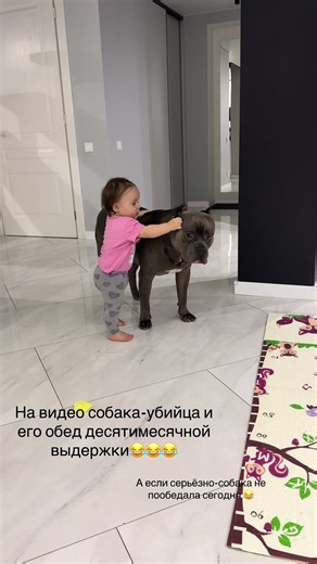 #bullyxl #bigbrother #phill&maya #лучшаясобака #xl